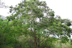 Dalbergia paniculata